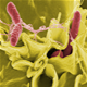 Enterocolite salmonelles - photos